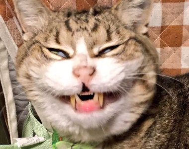 推特正夯《貓的崩壞寫真大賽》趴兔 貓奴表示：這些醜照終於有亮相的時候了（淚）