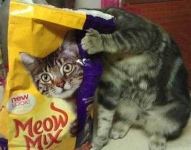 《命中注定讓你笑的瞬間》就是這些巧合讓我們天天笑呵呵