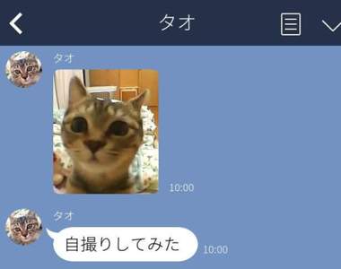 《跟貓咪傳LINE的結果》那從今天開始訓練毛小孩用手機好惹ww