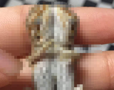 推特瘋傳《連體鬃獅蜥》抱在一起出生的樣子也太可愛惹啊啊啊(*´∀`)~♥