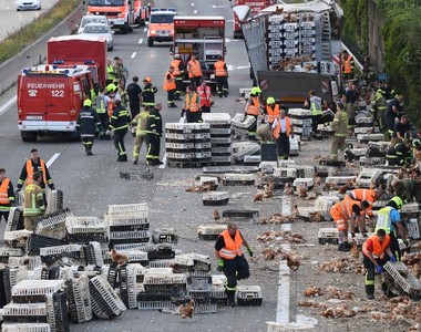 咕咕咕咕《近萬隻雞打翻在高速公路》咕咕咕咕
