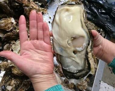 推特瘋傳《日本宮城縣驚現巨大化牡蠣》看過比手掌還大的生蠔嗎?