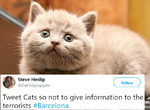 巴塞隆納恐攻後《推特被貓照洗版》貓比新聞還要治癒人心 巴塞隆納恐攻後《推特被貓照洗版》貓比新聞還要治癒人心