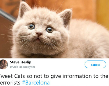 巴塞隆納恐攻後《推特被貓照洗版》貓比新聞還要治癒人心