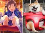 構圖相同《偶像大師灰姑娘...柴犬?(笑)》twitter瘋傳柴犬萌照 構圖相同《偶像大師灰姑娘...柴犬?(笑)》twitter瘋傳柴犬萌照