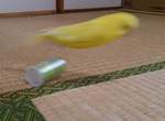 失敗寵物照大流行《鳥的崩壞寫真大賽》緊接著強勢登場ww 失敗寵物照大流行《鳥的崩壞寫真大賽》緊接著強勢登場ww