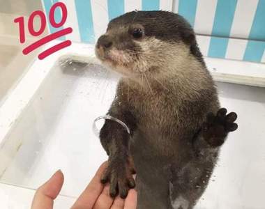 《日本水獺寶寶見面握手會》限定20人參加，伸手手簡直太可愛啦❤