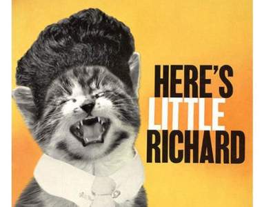 《喵的勒專輯封面》把原本封面改成貓咪版也太可愛了吧