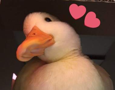 《療癒》這樣可愛的鴨鴨肥肚肚可惡想摸❤