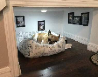 這就是愛阿♥《飼主幫毛小孩打造特製房間》還掛上相框讓狗狗日夜思念XD