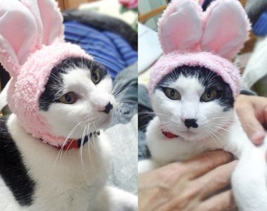 老樣子《貓咪兔耳頭套》除了給貓主子變兔子之外～還可以用在....