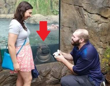 《亂入求婚現場的河馬Fiona》結果因為太萌了被新人原諒ww