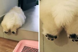 《養了朵形狀可愛的雲》鬆獅犬Puffie快把網路掀翻了 《養了朵形狀可愛的雲》鬆獅犬Puffie快把網路掀翻了
