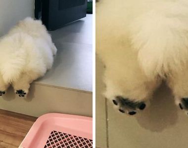 《養了朵形狀可愛的雲》鬆獅犬Puffie快把網路掀翻了