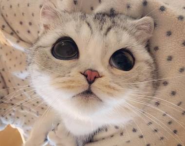 網路人氣《美貓HANA》看著那圓滾滾的大眼睛就讓人受不鳥～