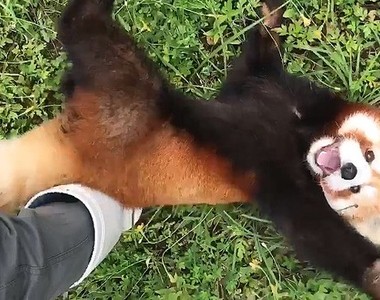 好犯規《撒嬌小貓熊》黏在飼育員腳邊要人陪他玩也太可愛了♥