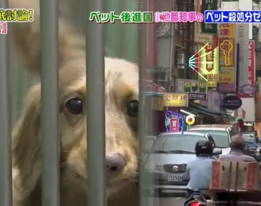 日本綜藝節目話題《台灣虐狗繁殖場的真面目》可愛寵物的媽媽很淒慘……
