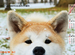 超療癒《秋田縣提供秋田犬月曆萌圖下載》毛絨絨汪星人來慶祝狗年 超療癒《秋田縣提供秋田犬月曆萌圖下載》毛絨絨汪星人來慶祝狗年