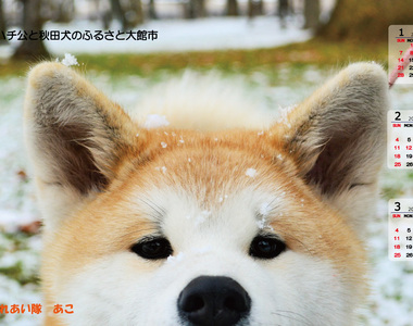 超療癒《秋田縣提供秋田犬月曆萌圖下載》毛絨絨汪星人來慶祝狗年