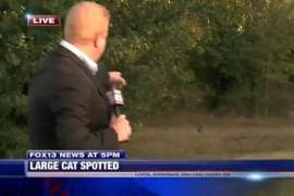 《記者現場直播住宅區出現美洲獅》結果....拍到一隻呆萌貓