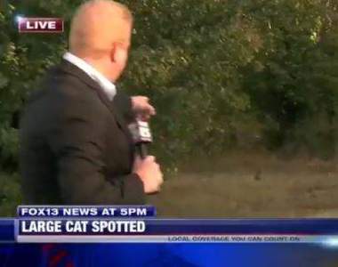 《記者現場直播住宅區出現美洲獅》結果....拍到一隻呆萌貓