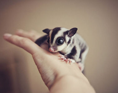 讓人融化的《可愛蜜袋鼯》渾身上下都是療癒魅力