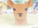 觀光客注意《奈良公園的鹿只准餵鹿仙貝》亂餵的傢伙最高罰5萬…… 觀光客注意《奈良公園的鹿只准餵鹿仙貝》亂餵的傢伙最高罰5萬……