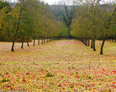 《愛爾蘭果園奇蹟》滿地的蘋果竟然都沒受損的理由是？