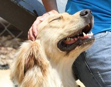 《狗狗不喜歡的飼主行為》原來牠們不愛我們摸頭?