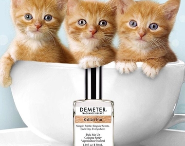 《貓毛味香水KITTEN FUR》真的會有小貓的味道嗎？