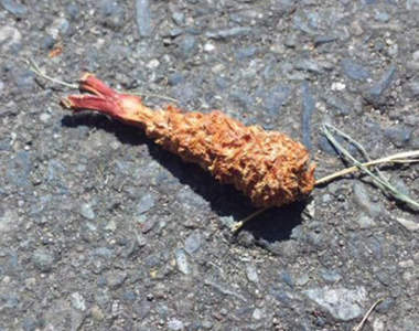 推主聽說《被松鼠啃完的松果很像炸蝦》還真的是「森林裡的炸蝦」耶