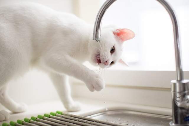 鈴村健一 坂本真綾夫妻甜蜜閃光 粉絲 好想融入他們周遭的空氣