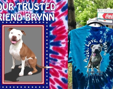 《美國選出狗市長》汪星人占領地球第一步開始