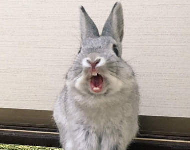 《兔子的崩壞寫真大賽》沒想到兔兔顏面崩壞起來也一樣好笑ww