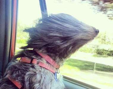 《遇到強風就變形的狗狗們》從此大家都學會如何模仿西川貴教ww