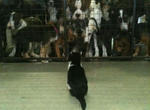 《霸氣外露的動物》無論發生什麼大事牠鳥都不鳥你 《霸氣外露的動物》無論發生什麼大事牠鳥都不鳥你