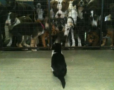 《霸氣外露的動物》無論發生什麼大事牠鳥都不鳥你