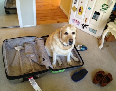 《毛小孩與行李》放假出去玩～你捨得把我丟在家裡嗎？