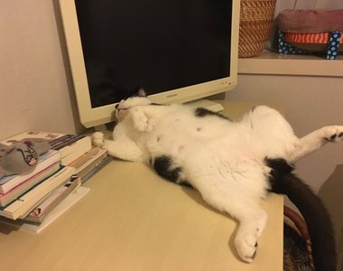 《醉漢貓咪睡姿》看到這樣的睡法就知道~夏天來啦