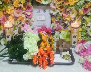 謝謝你《超暖心小狗車禍事件》這世界還是有滿滿的愛阿(〒︿〒)