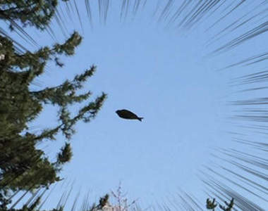 網友熱論《漂浮空中的竹筴魚》超謎黑影到底是鳥還是魚！？