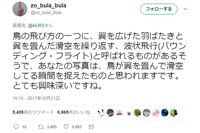 網友熱論 漂浮空中的竹筴魚 超謎黑影到底是鳥還是魚