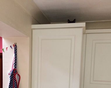 推特話題《真實躲貓貓#spotthecat》快來找找這些藏頭不藏耳的小傢伙(笑)