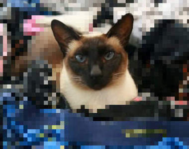 請問您有弄丟內褲嗎《飼主刊登訊息道歉自家有偷褲貓》可這表情完全不像小偷ww