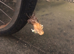《車輪上的夏蟬》夏天騎車之前先確認一下有沒有羽化中的蟬 《車輪上的夏蟬》夏天騎車之前先確認一下有沒有羽化中的蟬