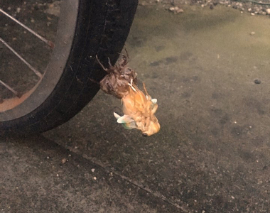 《車輪上的夏蟬》夏天騎車之前先確認一下有沒有羽化中的蟬