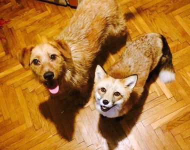 《被救援的狐狸與狗狗好朋友》兩小無猜的感覺真美好♥