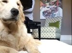 《跟著鋼琴唱歌的黃金獵犬》你到底是在合聲還是在哭..... 《跟著鋼琴唱歌的黃金獵犬》你到底是在合聲還是在哭.....