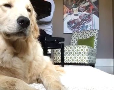 《跟著鋼琴唱歌的黃金獵犬》你到底是在合聲還是在哭.....