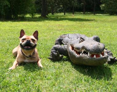 萬聖節惡作劇《狗狗裝成鱷魚整人》各種把人嚇的屁滾尿流啊啊啊